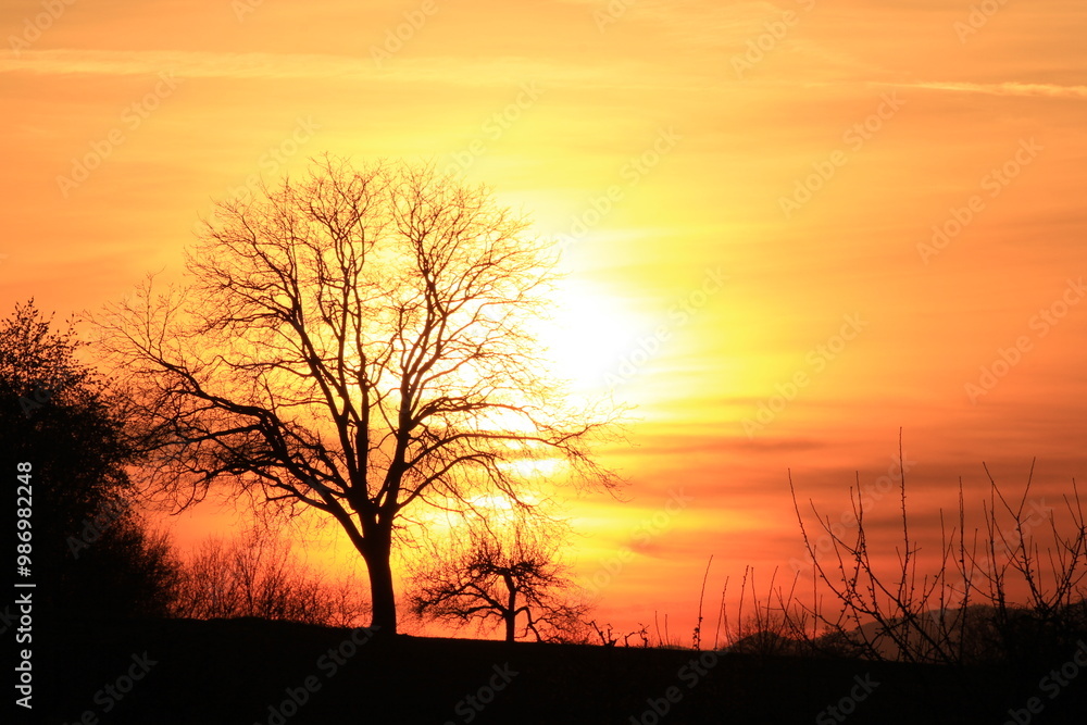 Beautiful sunset with a naked tree as a silhouette | Warm yellow and orange colors with a nice black contrast Beautiful sunset with a naked tree as a silhouette | Warm yellow and orange colors with a nice black contrast