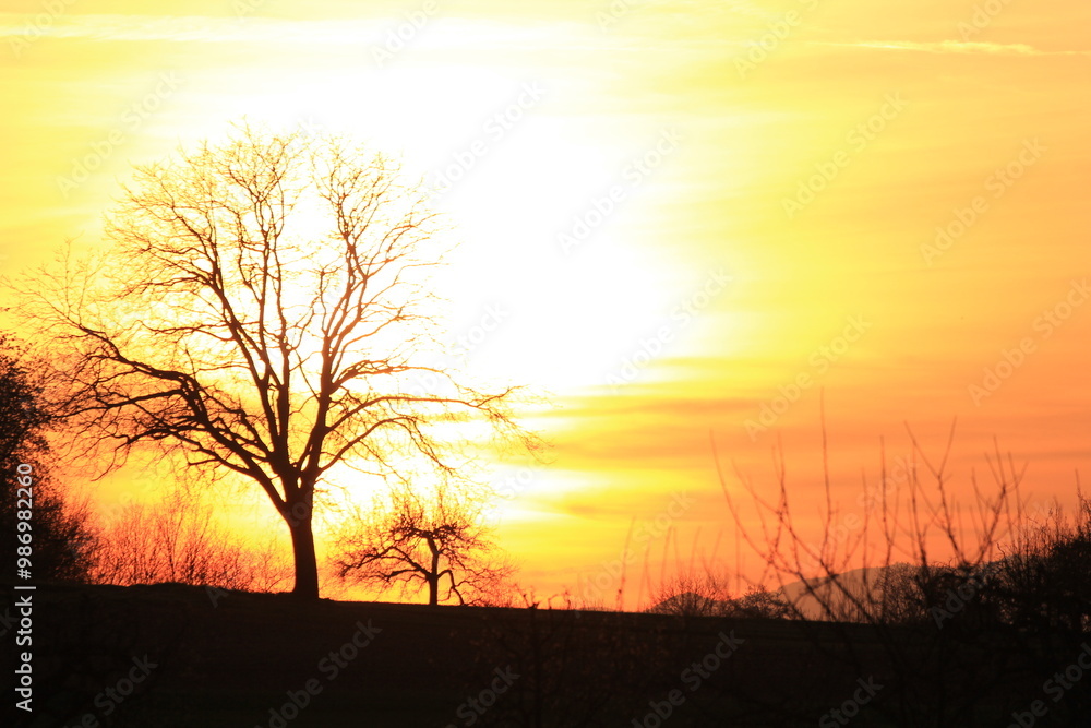 Beautiful sunset with a naked tree as a silhouette | Warm yellow and orange colors with a nice black contrast Beautiful sunset with a naked tree as a silhouette | Warm yellow and orange colors with a nice black contrast