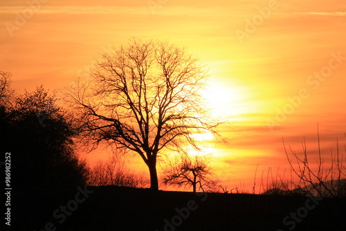 Beautiful sunset with a naked tree as a silhouette | Warm yellow and orange colors with a nice black contrast