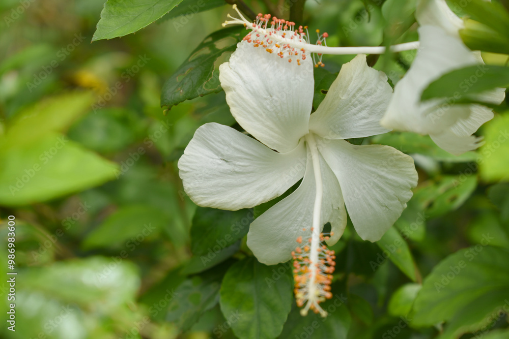 Fototapeta premium Beautiful flower of Shoeblack on plant, flower, white Shoeblackplant flower, shoeblackplant flowers bloom among its dense leaves, Beautiful big white flower closeup, Chakwal, Punjab, Pakistan