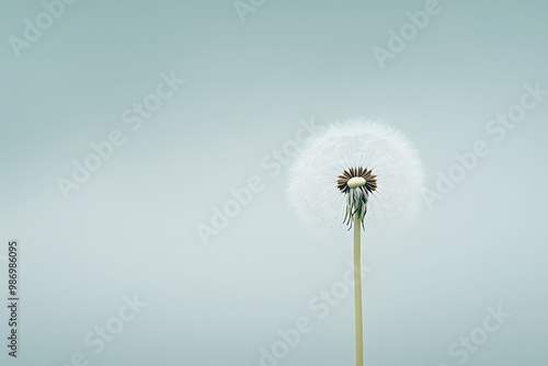 Wallpaper Mural A delicate dandelion seed head, ready to spread its seeds on the wind Torontodigital.ca