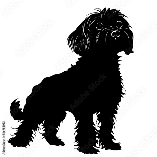 silhouette of a maltipoo