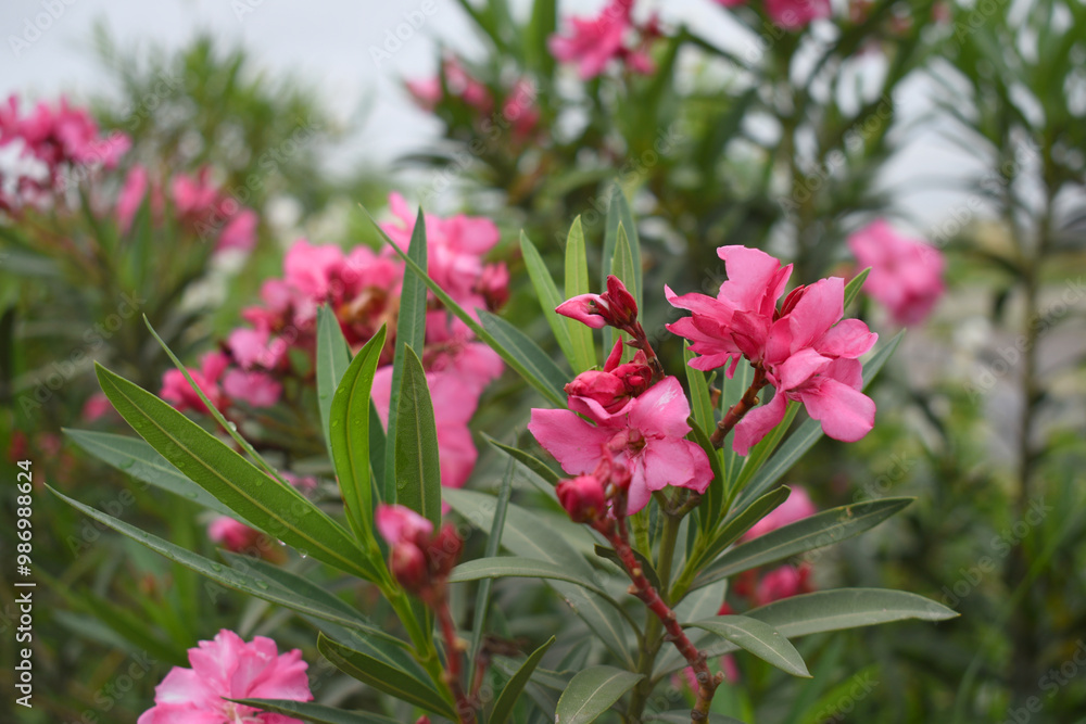 Nerium oleander in bloom, Pink siplicity bunch of flowers and green leaves on branches, Nerium Oleander shrub Pink flowers, ornamental shrub branches in daylight, bunch of flowers closeup Nerium oleander in bloom, Pink siplicity bunch of flowers and green leaves on branches, Nerium Oleander shrub Pink flowers, ornamental shrub branches in daylight, bunch of flowers closeup