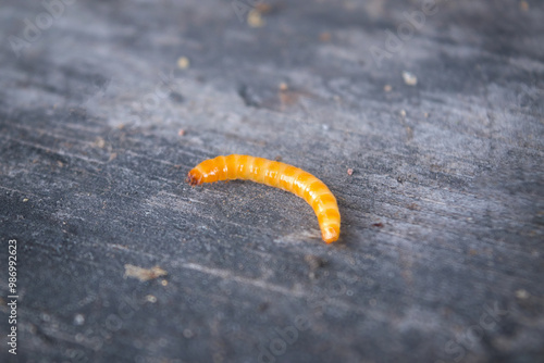 Wireworm - larvae of Agriotes a species of beetle from the family of Elateridae. photo