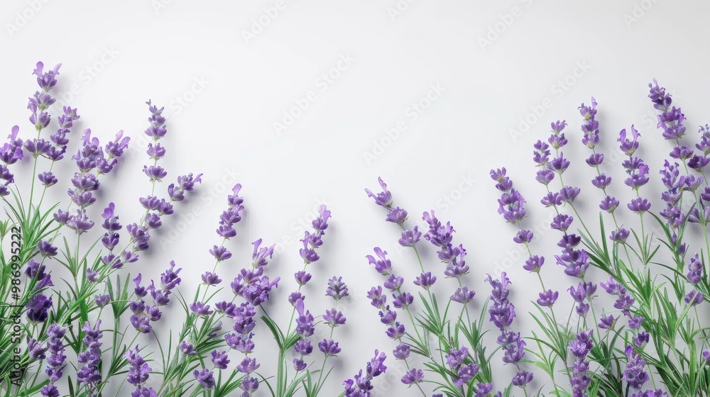Naklejka premium Elegant Lavender Bouquet on a Light Background, Captured from a Top View for a Delicate Floral Touch