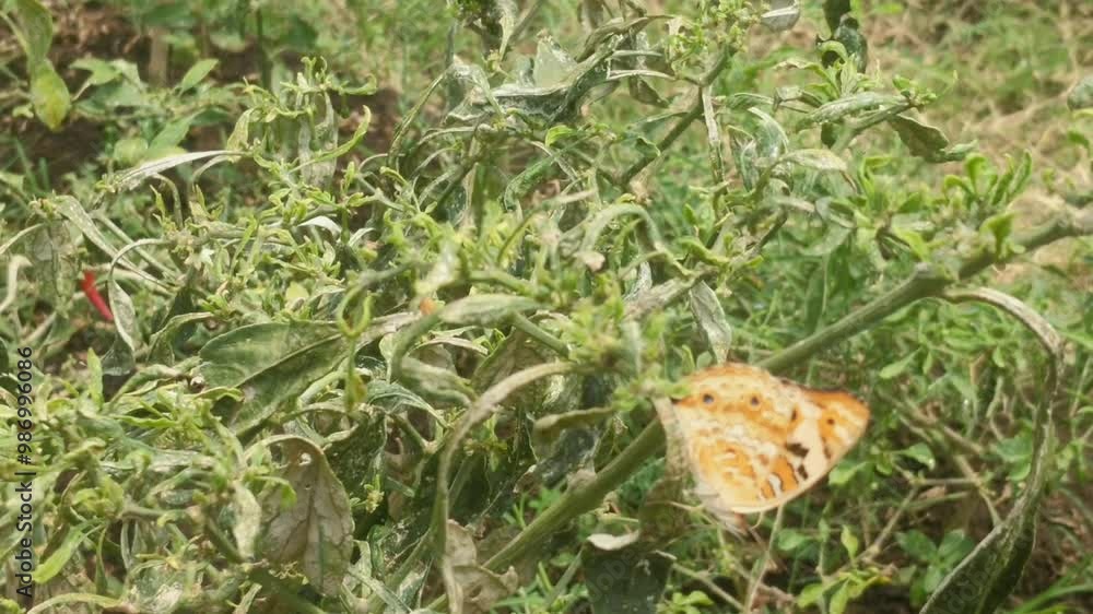 Butterflies fly over the dried chili trees, surrounded by lush foliage, creating a serene and natural scenery. Butterflies fly over the dried chili trees, surrounded by lush foliage, creating a serene and natural scenery.
