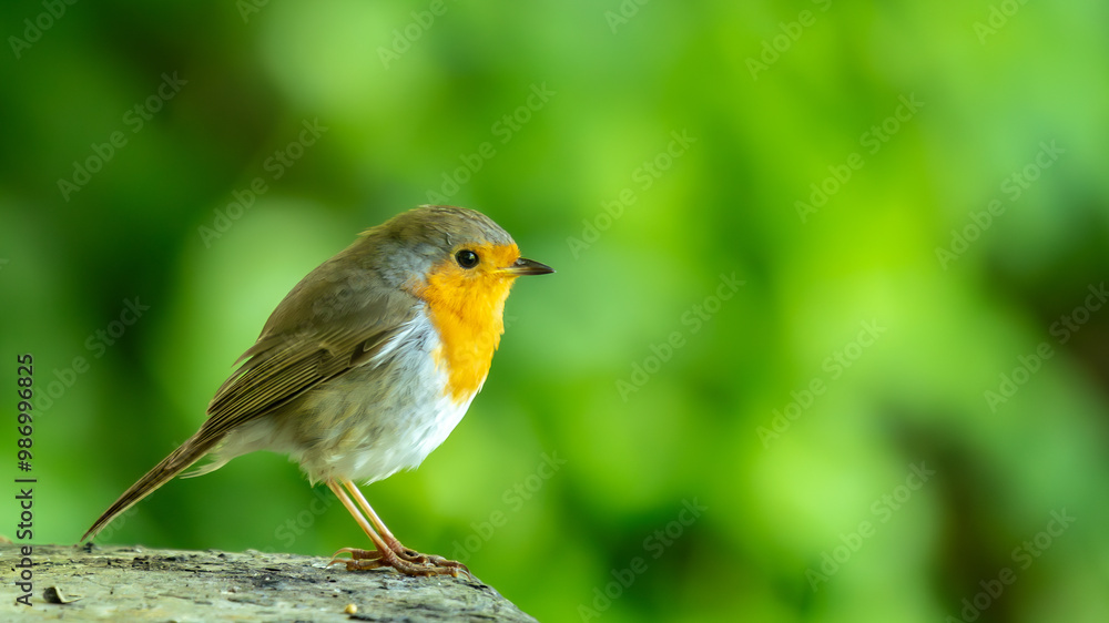 Ein Rotkehlchen auf einem Stein mit schönem Bokeh in einer Nahaufnahme. Ein Rotkehlchen auf einem Stein mit schönem Bokeh in einer Nahaufnahme.