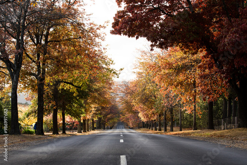 Street lined with autumn trees photo