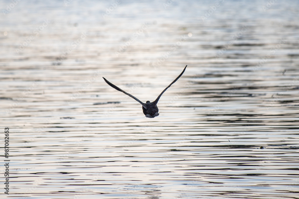 A bird is flying over a body of water A bird is flying over a body of water