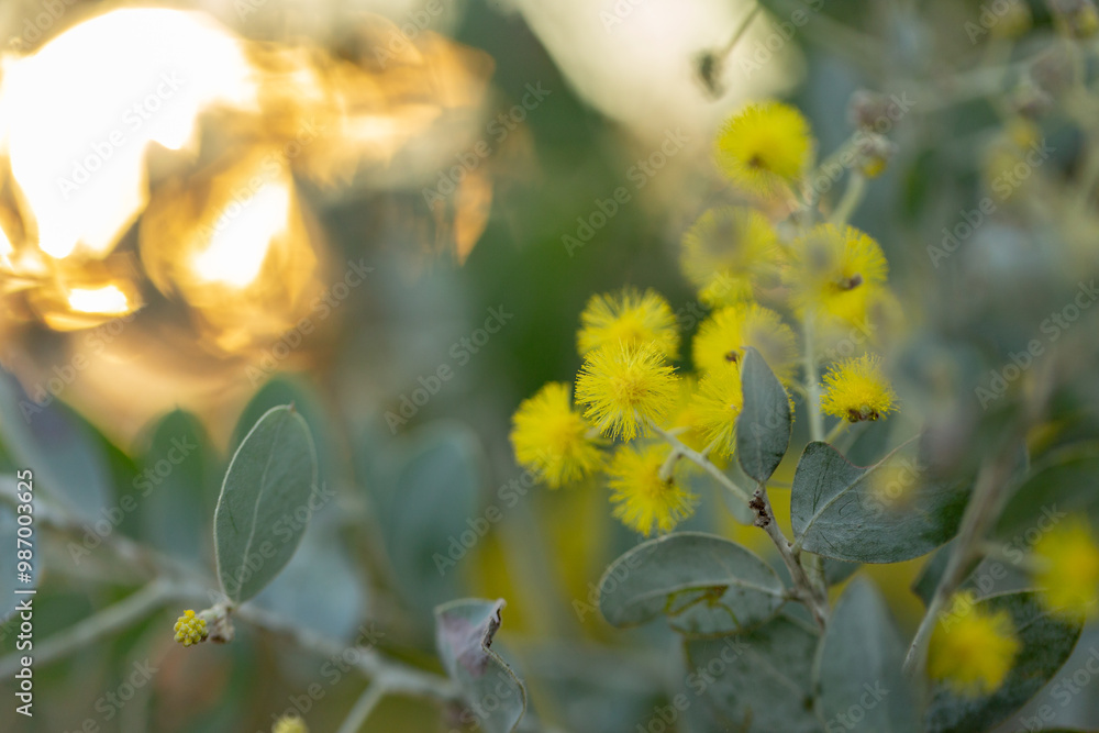 Golden wattle flowers with copy space in sunset light Golden wattle flowers with copy space in sunset light