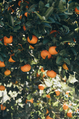 ripe mandarins on a fruit tree photo