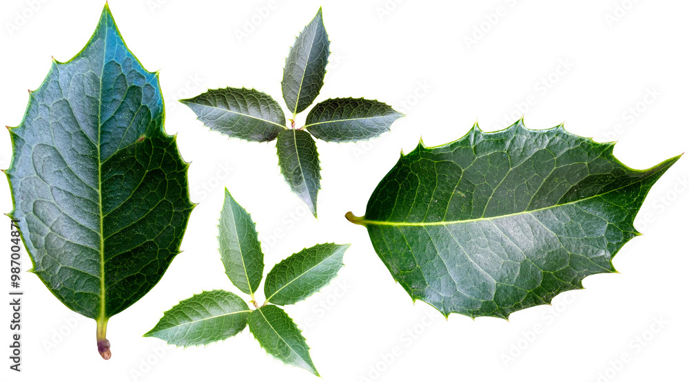 Fototapeta premium 은목서 잎