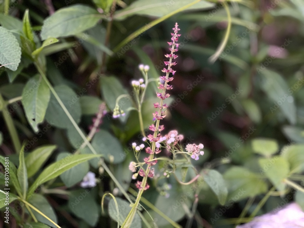 Single photo of Teucrium canadense also known as american germander, fully bloom in the garden Single photo of Teucrium canadense also known as american germander, fully bloom in the garden