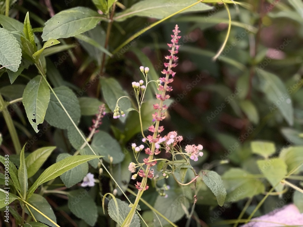 Single photo of Teucrium canadense also known as american germander, fully bloom in the garden Single photo of Teucrium canadense also known as american germander, fully bloom in the garden