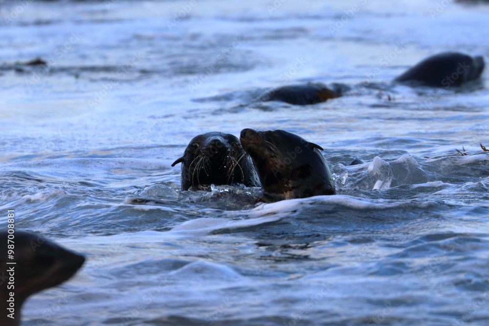 Fototapeta premium fur seal pup