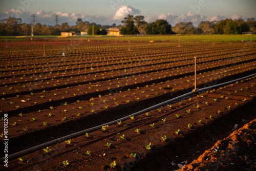 farm with newly planted crops at sunset with golden light