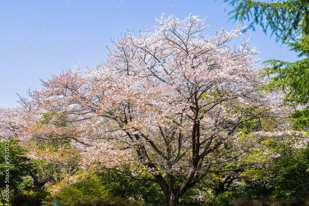 Cherry blossoms season background is blue sky Cherry blossoms season background is blue sky
