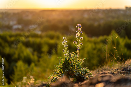 flowers in the field