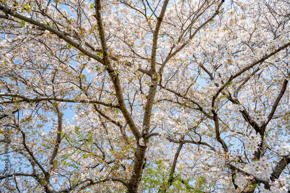 Cherry blossoms season background is blue sky Cherry blossoms season background is blue sky