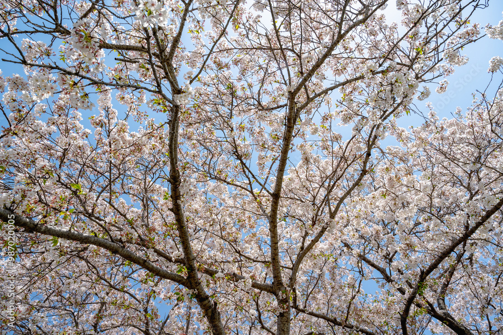 Cherry blossoms season background is blue sky Cherry blossoms season background is blue sky