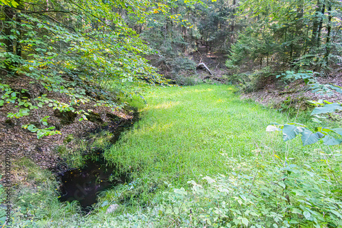 Wet meadow next to a small stream