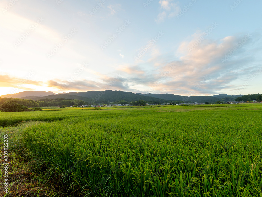 Obraz premium 朝焼けの空と明日香村の田園風景