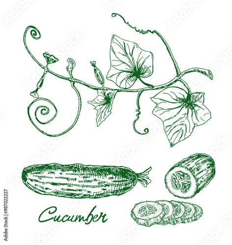 Cucumber hand drawn set. Isolated cucumber and plant. Vegetable engraved style illustration. Detailed vegetarian food drawing. Farm market product. Sketch.