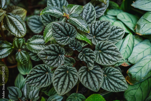 green leaves background