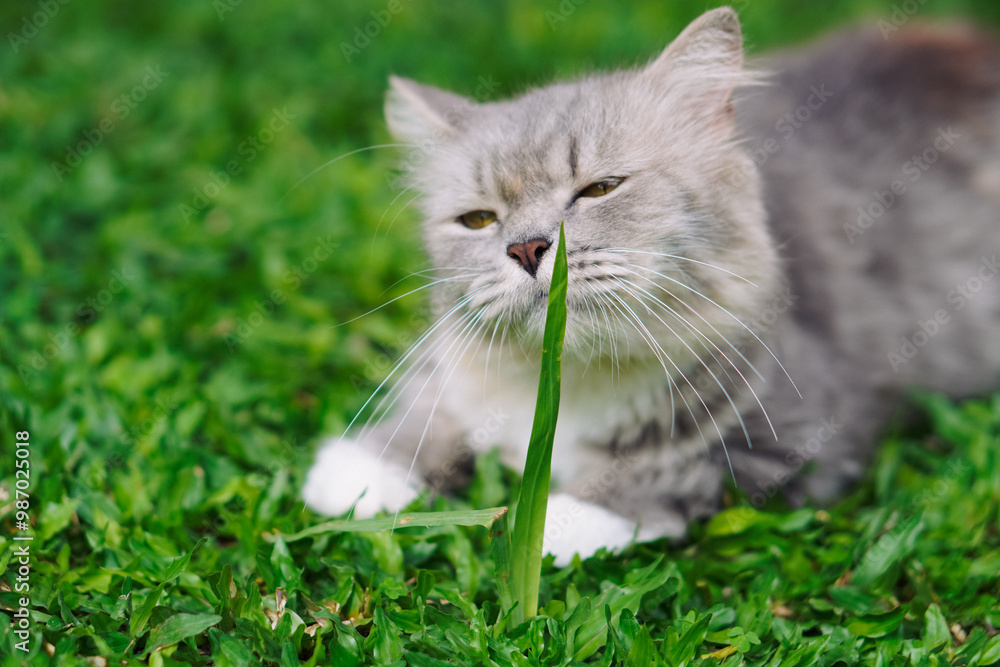Beautiful fluffy gray baby kitten looking curios, sitting on the grass Beautiful fluffy gray baby kitten looking curios, sitting on the grass