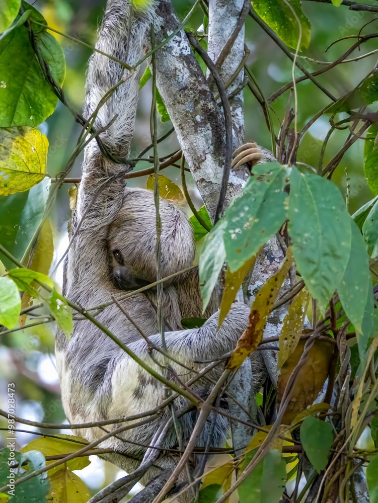 A brown-throated sloth (Bradypus variegatus) in the Amazon rainforest near the town of Jutaí. A brown-throated sloth (Bradypus variegatus) in the Amazon rainforest near the town of Jutaí.
