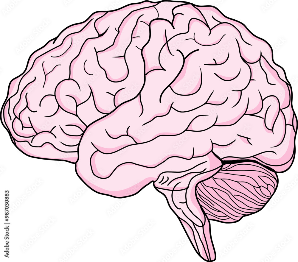 human brain vector illustration human brain vector illustration