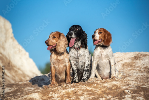 Photography A group of spaniel hunting dogs of different colors and ages sit on large stones
