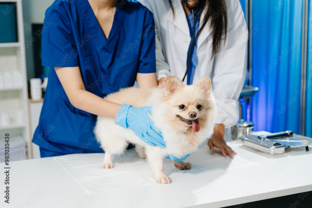 Professional veterinary care and animal examination with a fluffy dog. Professional veterinary care and animal examination with a fluffy dog.