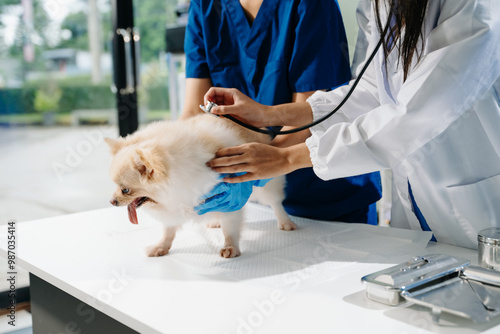 Professional veterinary care and animal examination with a fluffy dog. photo