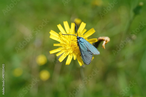 Closeup on the diurnal metallic Green Forrester moth , Adscita statices on a yellow flower