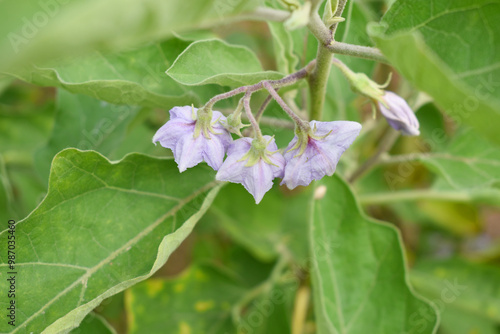 brinjal flower bloom on plant, A close up of purple Brinjal flowers in the garden with green leaves closeup, Beautiful brinjal flower.Purple color flower. Eggplant flower close up with leaves photo