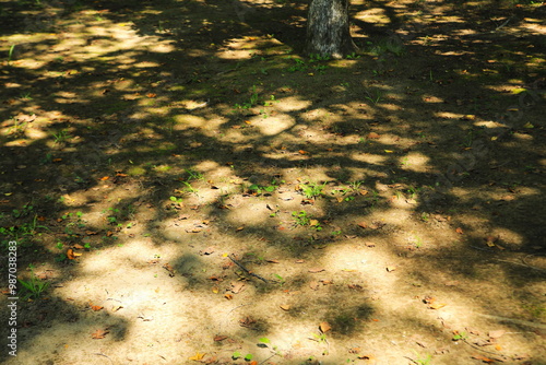 デザイン的な木陰と落葉が作る模様