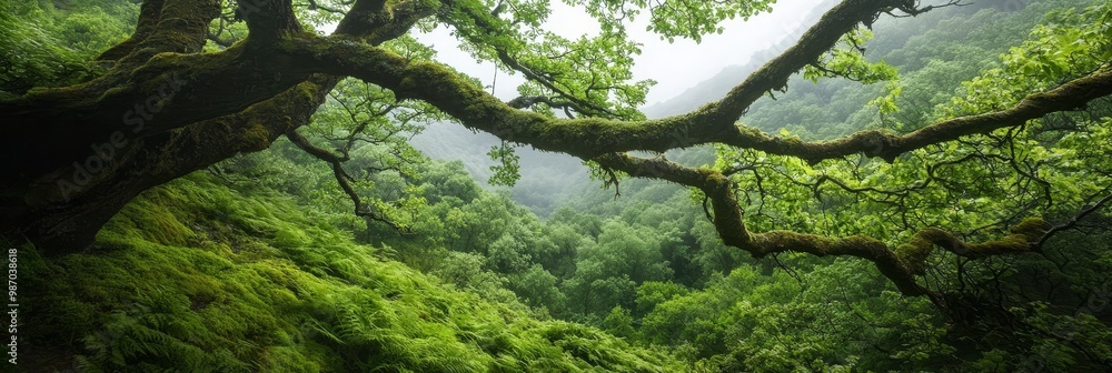 A lush green forest teeming with numerous trees, all thickly coated in green moss A lush green forest teeming with numerous trees, all thickly coated in green moss