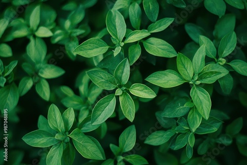 Enlivening green closeups to use as backgrounds, wallpaper or textured pics to inspire growth and connections , ai