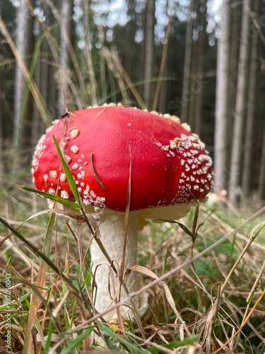 amanita muscaria fly agaric mushroom photo