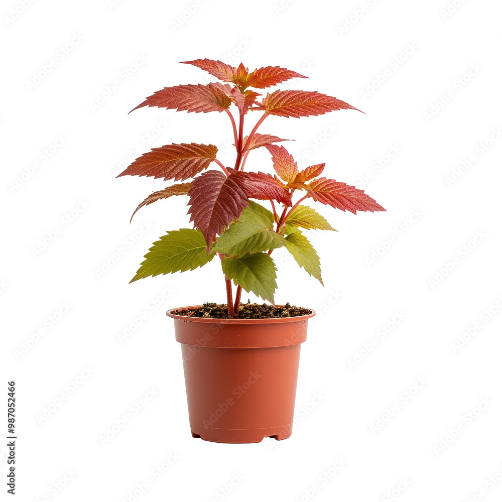 Obraz premium Red Leaf Plant in Pot