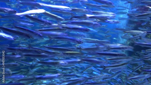 Schools of Japanese anchovy fish, Engraulis japonicus, swimming underwater. 4K Great anchovy run. photo