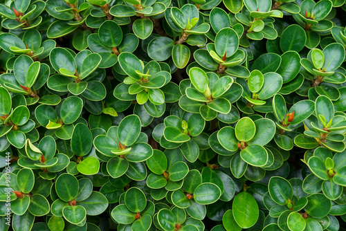 Close-Up of Fresh Green Foliage with Glossy Leaves in Nature.