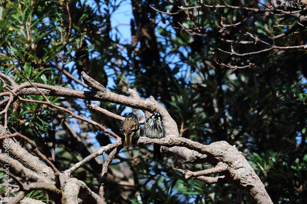 Fototapeta premium honeyeater