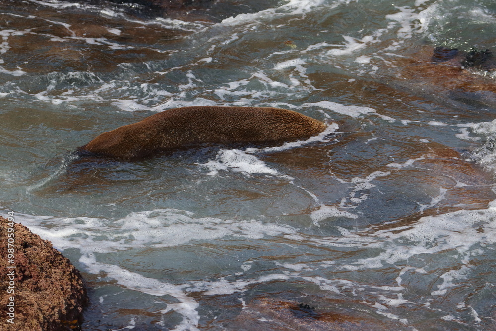 Fototapeta premium fur seal