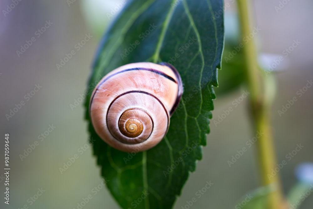 garden snail on leaf closeup selective focus garden snail on leaf closeup selective focus