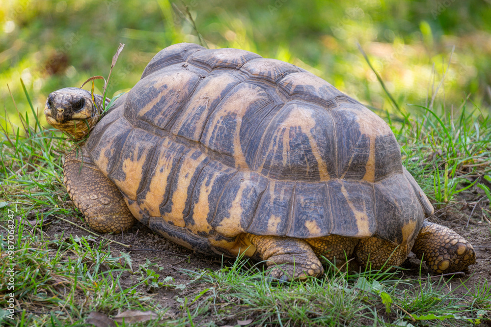 Wild turtle basks in the sunny garden Wild turtle basks in the sunny garden