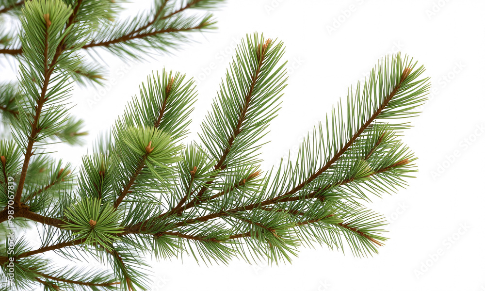 a pine tree isolated on white background a pine tree isolated on white background