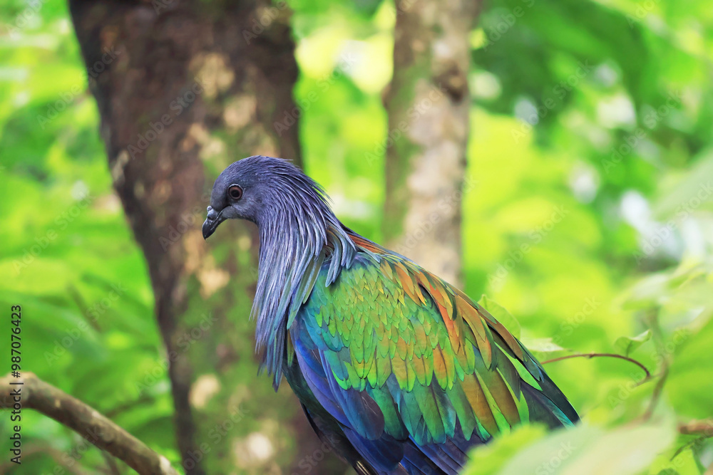 Obraz premium Nicobar Pigeon, a tropical bird which has stunning iridescent plumage with shades of green, blue and copper