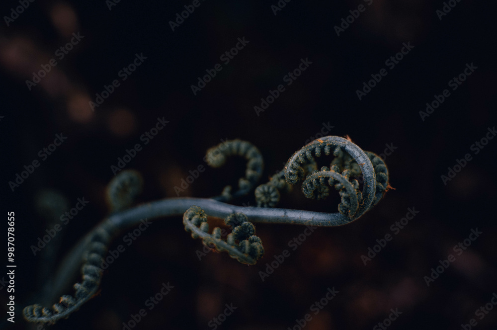 Fototapeta premium Unique, circular plants look aesthetically pleasing against a dark background